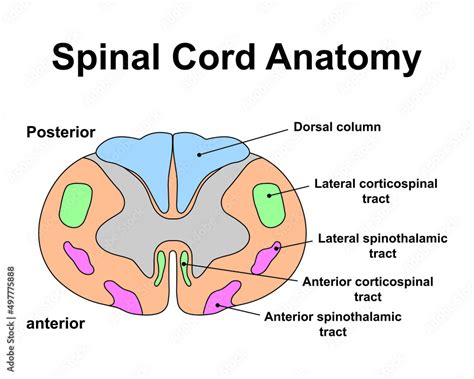 Spinal Cord Anatomy