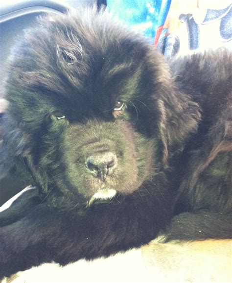 Adorable Black Newfoundland Puppy