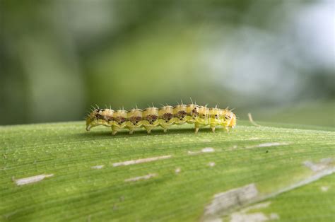 Insecticides Texas Aandm Agrilife Extension Service