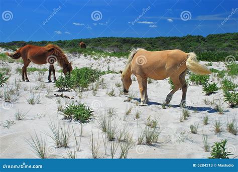 Assateague Island Horses stock image. Image of landscape - 5284213