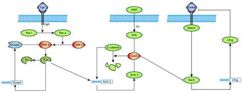 Modeling The Segmentation Clock As A Network Of Coupled Oscillations In