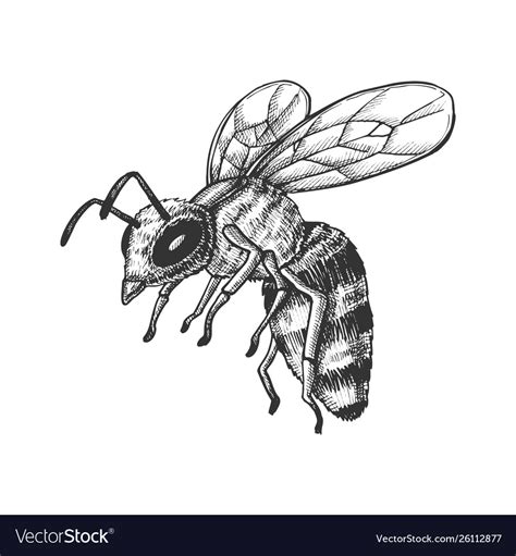 Flying Honey Bee Illustration