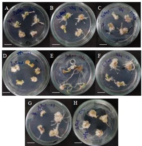 Figure 1 From OPTIMIZATION OF Talinum Paniculatum Gaertn ROOT