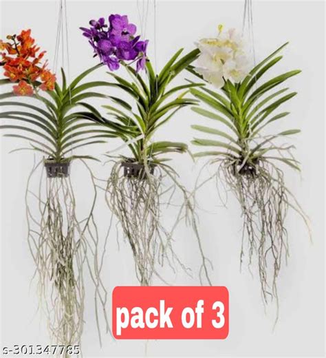 Vanda orchid plant/ vanda plant/orchid plant/pack of 3 combo/hybrid