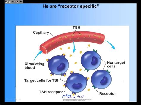 Ap1 5 02 Specificity Up And Down Regulation Magnitude Of Response 10 Min