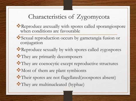 Phylum Zygomycota | PPT