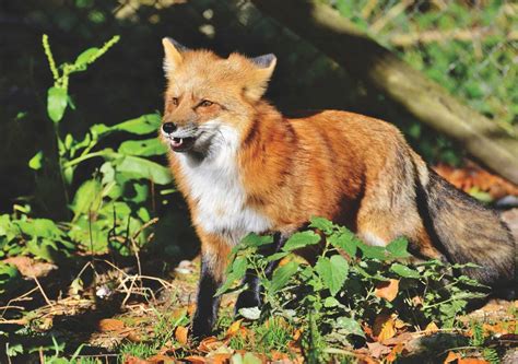 A Red Fox Slips In—and Leaves a Feathery Disaster in Washington Zoo