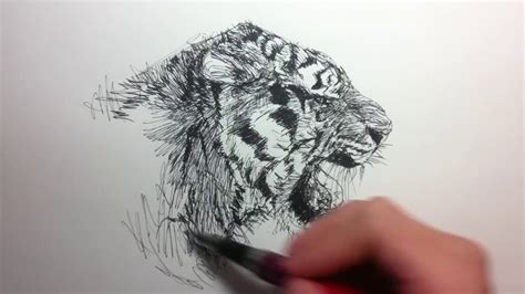 Tiger Pen Drawing At Getdrawings Free Download