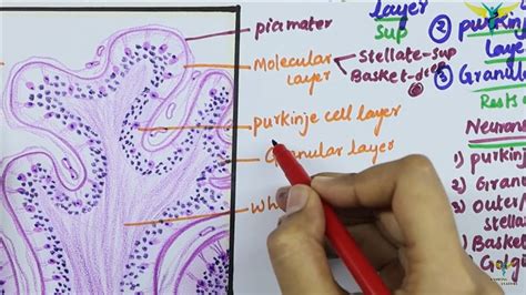 Cerebral Cortex Histology Layers