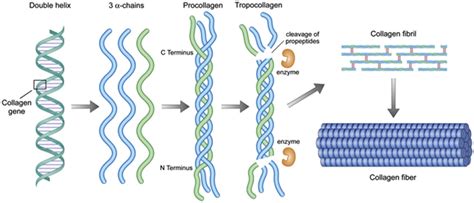 Insights Into The Role Of Collagen In Vocal Fold Health And Disease