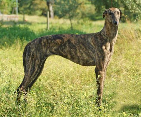 Galgo Espanol Vs Bedlington Terrier Breed Comparison