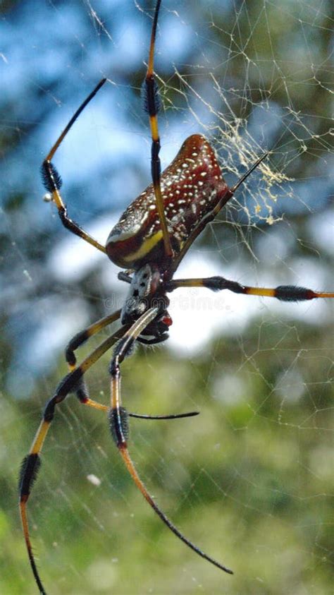 Golden Silk Spider in a Web Stock Image - Image of clavipes, florida: 192963625