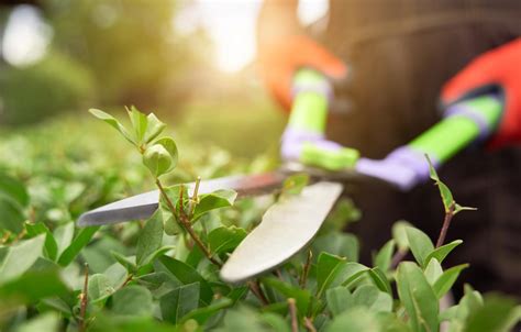 Astuces Pour Faciliter La Vie Des Jardiniers En Herbe