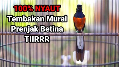 Pancingan SORE HARI Murai Batu Isian PRENJAK BETINA 100 SUKSES Bikin