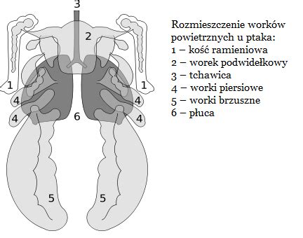 Podw Jne Oddychanie U Ptak W Kursy Maturalne Matura Procent