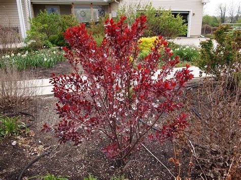 Zone 3 Trees For Small Yards 7 Compact Dwarf Varieties