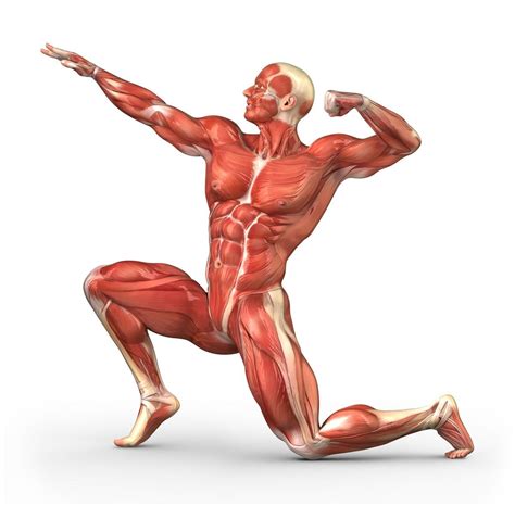 Buy Gifts Delight Laminated X Muscular System And Parts Muscular