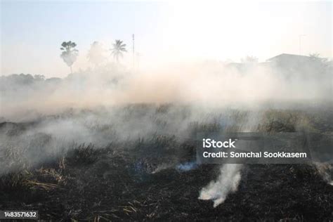 Penyebab Pembakaran Limbah Pertanian Akibat Kabut Asap Dan Polusi Foto