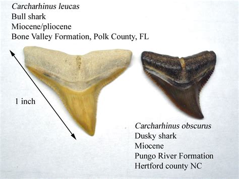 Carcharhinus Leucas? - Fossil ID - The Fossil Forum