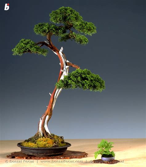 Ga Bonsai Juniperus Rigida Bonsai Today