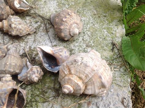 Veined Rapa Whelk Project Noah