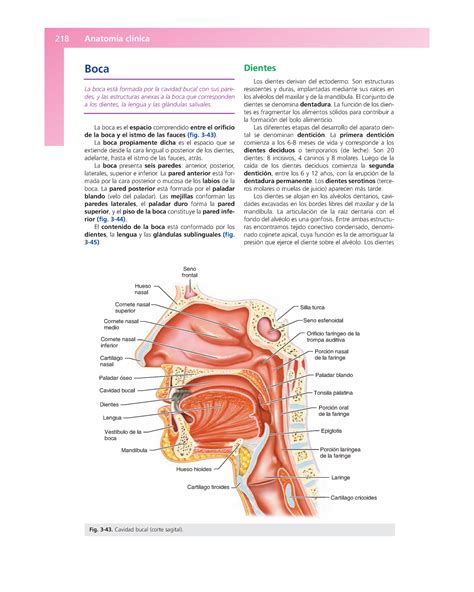 Anato Nariz BOCA 218 Anatomía clínica Boca La boca está formada por