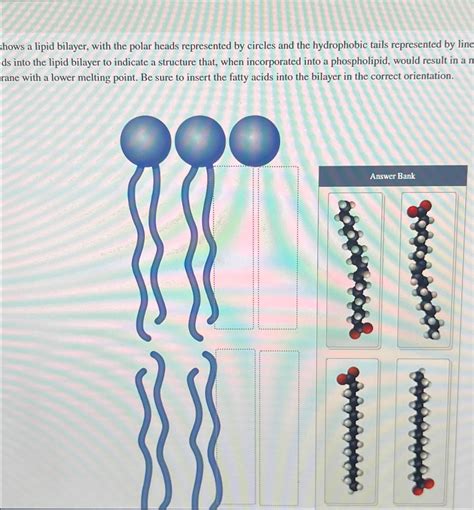 Solved shows a lipid bilayer, with the polar heads | Chegg.com