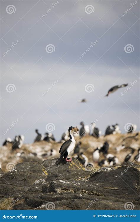 Beautiful Shots of a Migratory Birds in Antarctica Stock Image - Image of migratory, beautiful ...