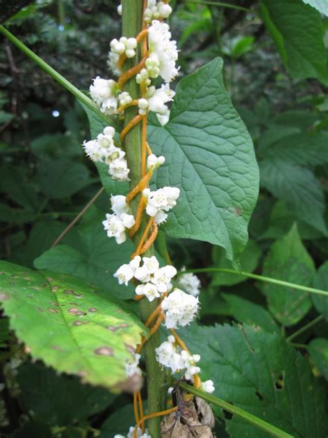 Dodder – Identification and Control | Walter Reeves: The Georgia Gardener