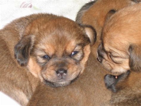 Pomeagle (Beagle Pomeranian Mix) Info, Puppies, Temperament, Pictures