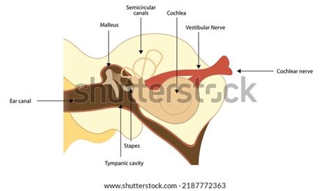 Anatomy Ear Strucutures Names Cochlea Tympanic Stock Vector Royalty Free 2187772363 Shutterstock