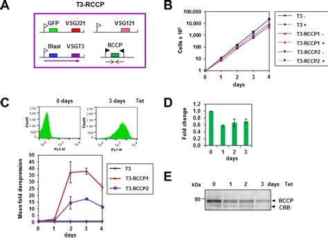 Knockdown Of RCCP In Bloodstream Form T Brucei Leads To VSG Expression