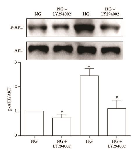 Ppar Is Upregulated By The Hg Promoted Akt Phosphorylation Which Can