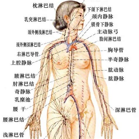 脖子上的“小肉揪”别忽视，不冷不热祛痣祛疣最好的季节 按摩 淋巴 人体