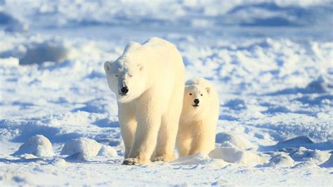 Mudanças climáticas estão causando ferimentos nas patas de ursos