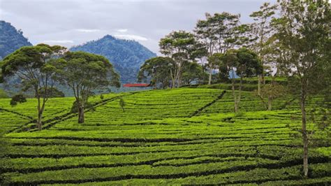 Kebun Teh Sukawana Sejarah Tiket Masuk Dan Camping Ground