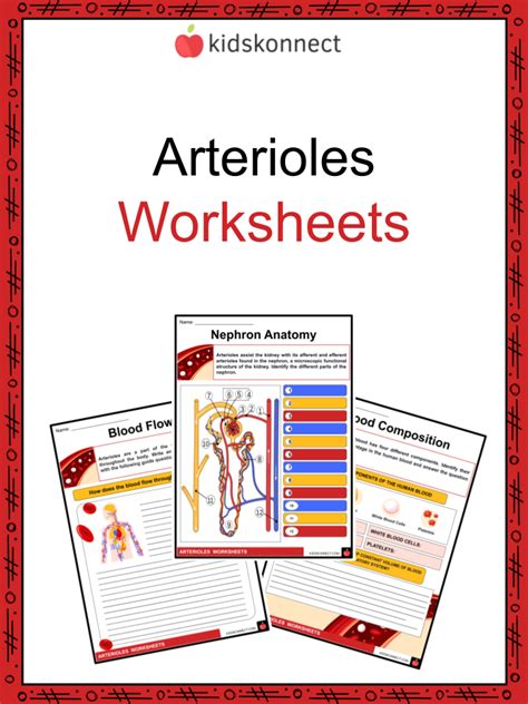 Arterioles Facts & Worksheets | Structure, Function, Disorders