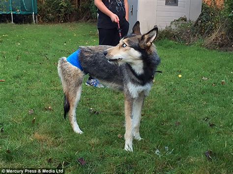 Three Legged Husky Luna Finally Has A New Home Daily Mail Online