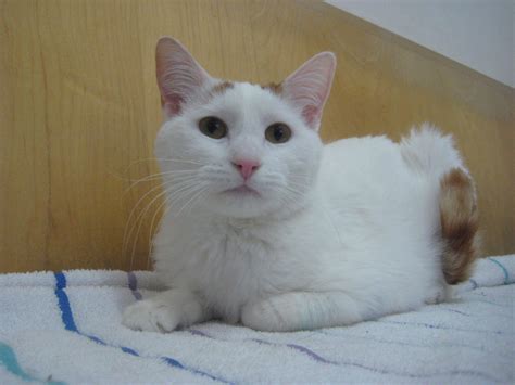 Cat for adoption - Pumpkin, a Domestic Short Hair in Upland, CA | Petfinder