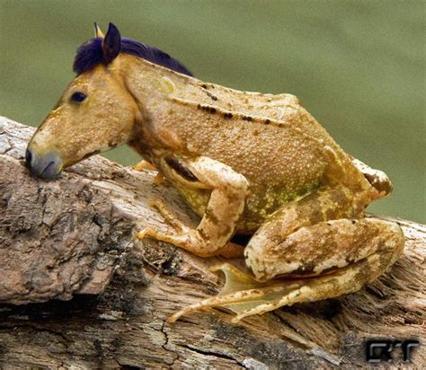 24 Expertly Crafted Animal Mashups