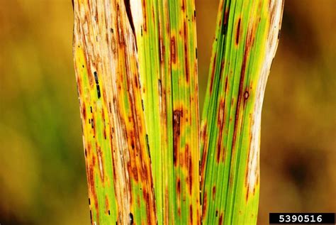 Rice Diseases And Symptoms Along With 4 Effective Management Strategies