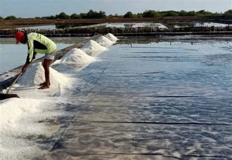 Ditarget Ribuan Ton Produksi Garam Probolinggo Baru Dapat Belasan