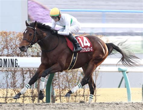 かしわ記念6着ウィリアムバローズは9・25船橋の日本テレビ盃へ 有力馬 競馬 日刊スポーツ