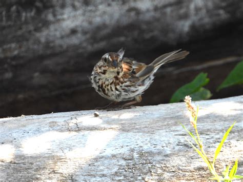 Bird & Travel Photos, Birding Sites, Bird Information: SONG SPARROW