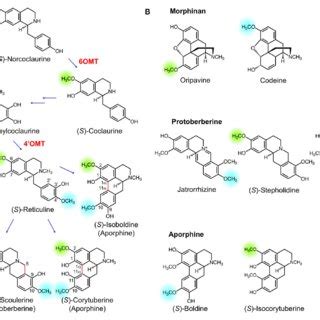 A Benzylisoquinoline Alkaloid BIA Biosynthesis Begins With