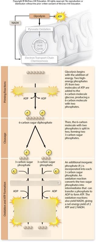 Glycolysis Diagram Quizlet