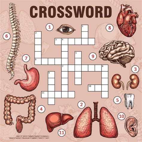 Premium Vector Human Organs Body Parts Crossword Grid Worksheet