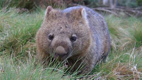 Baby Wombat 'Twerks' on Hiker's Pole in Tasmania Much to Everyone's ...