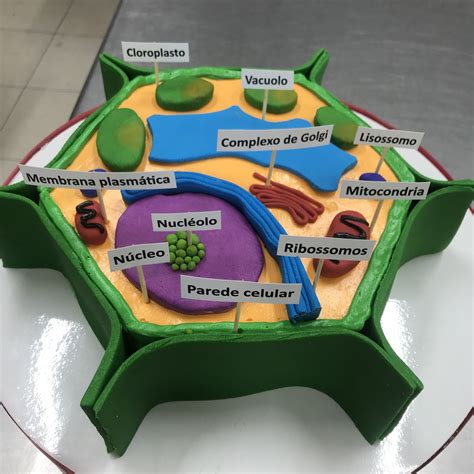 animal and vegetal cell 6