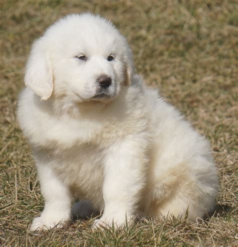 Great Pyrenees Puppies for Sale - Harvest Acres Great Pyrenees